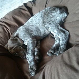 Meet your Posher, Cheyenne